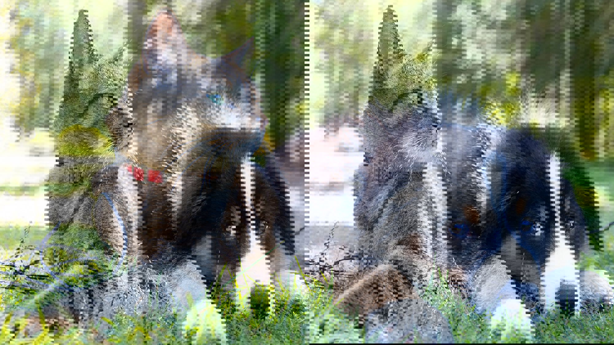 Stichting DierenZorg Eemland