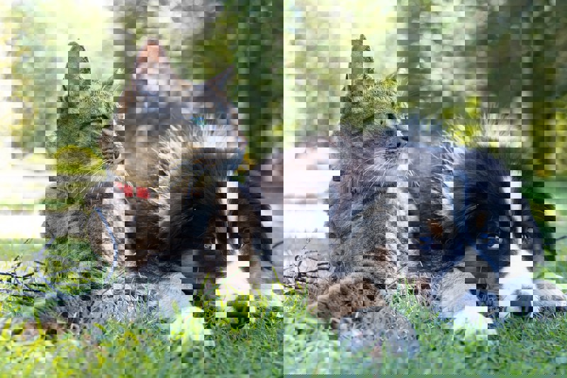 Stichting DierenZorg Eemland