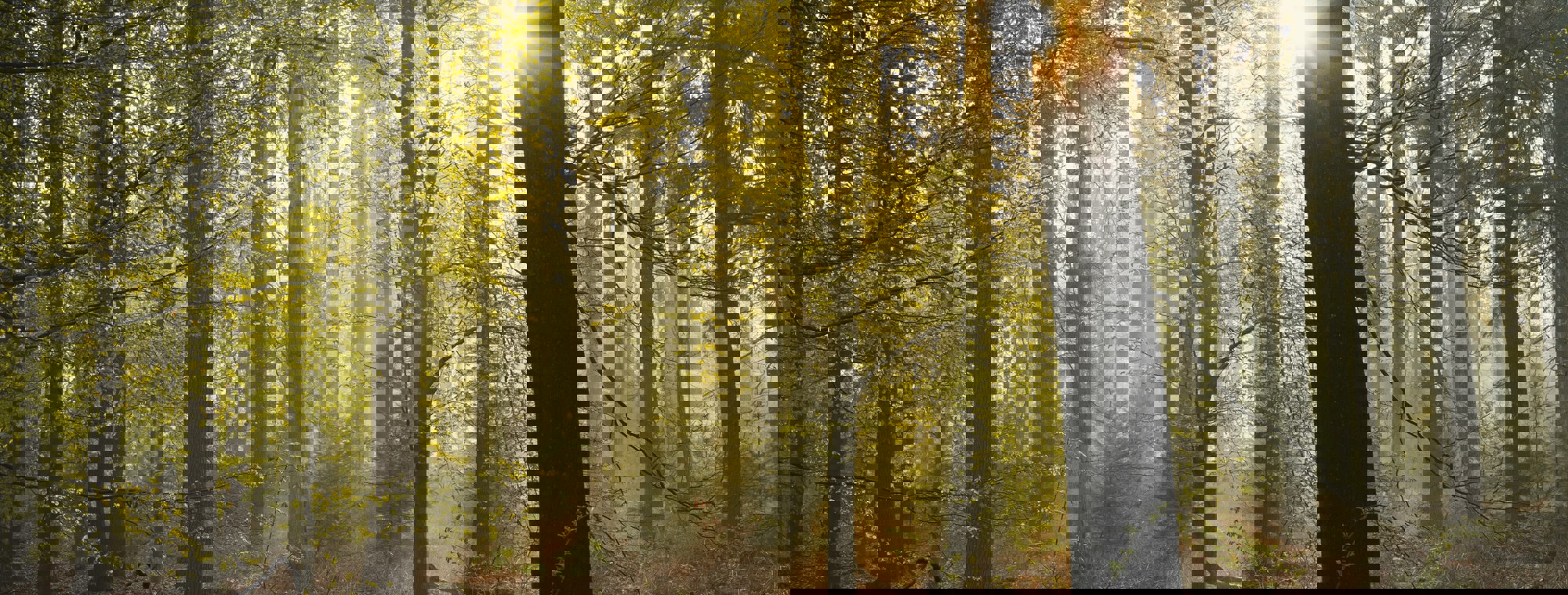 ae758474-ac8e-4f00-a5c8-bb9794389ab5