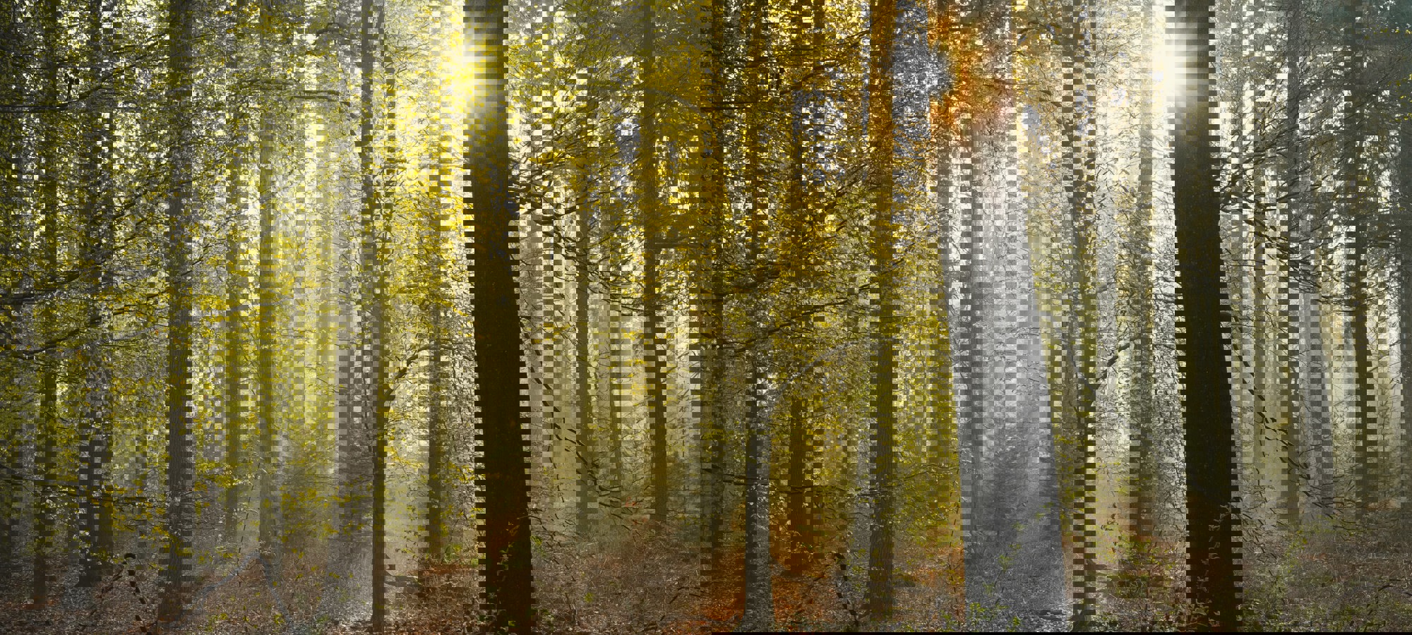 ae758474-ac8e-4f00-a5c8-bb9794389ab5