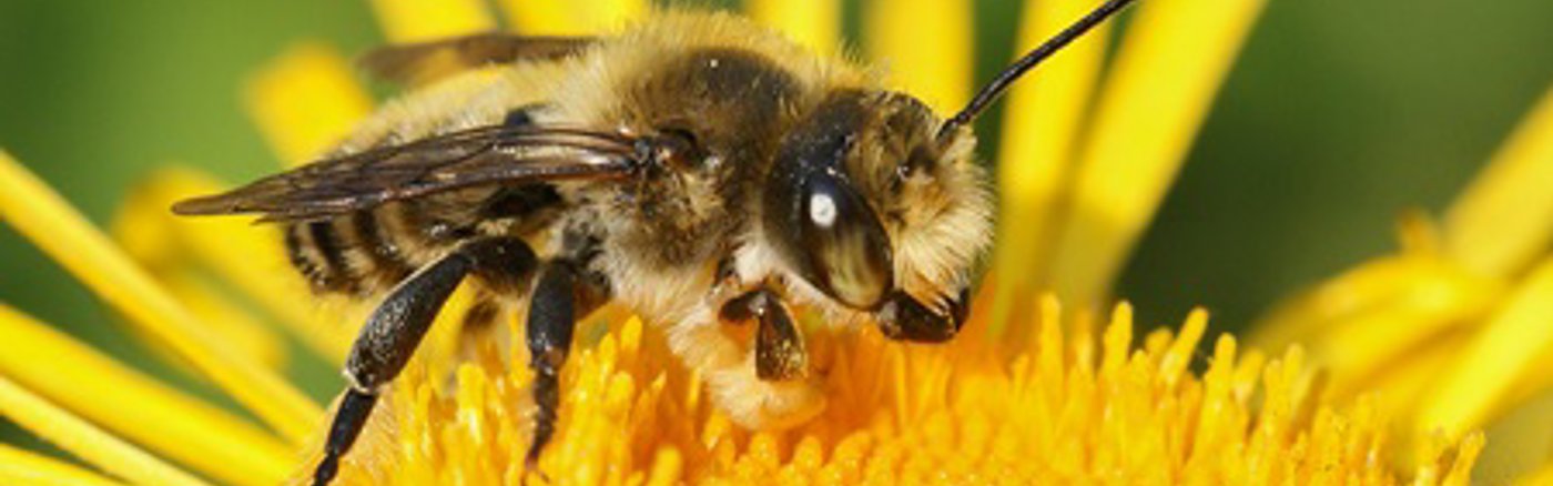 Strategisch Samenwerkingsplan Voor Bijen