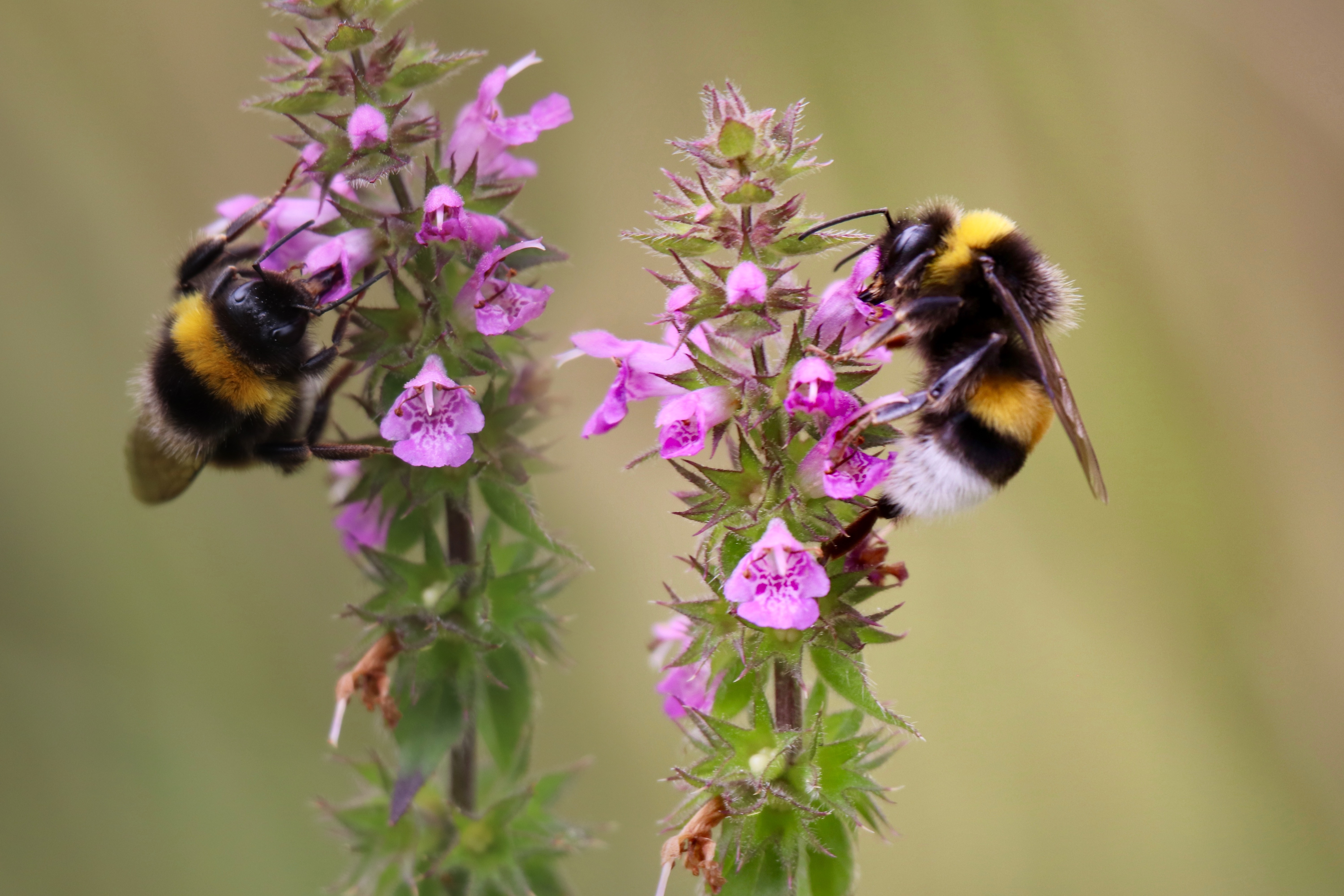 Brochure ontwerp voor bijenstichting