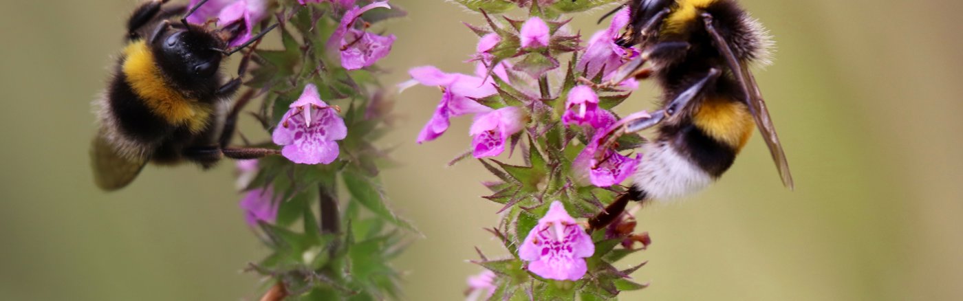 Brochure ontwerp voor bijenstichting