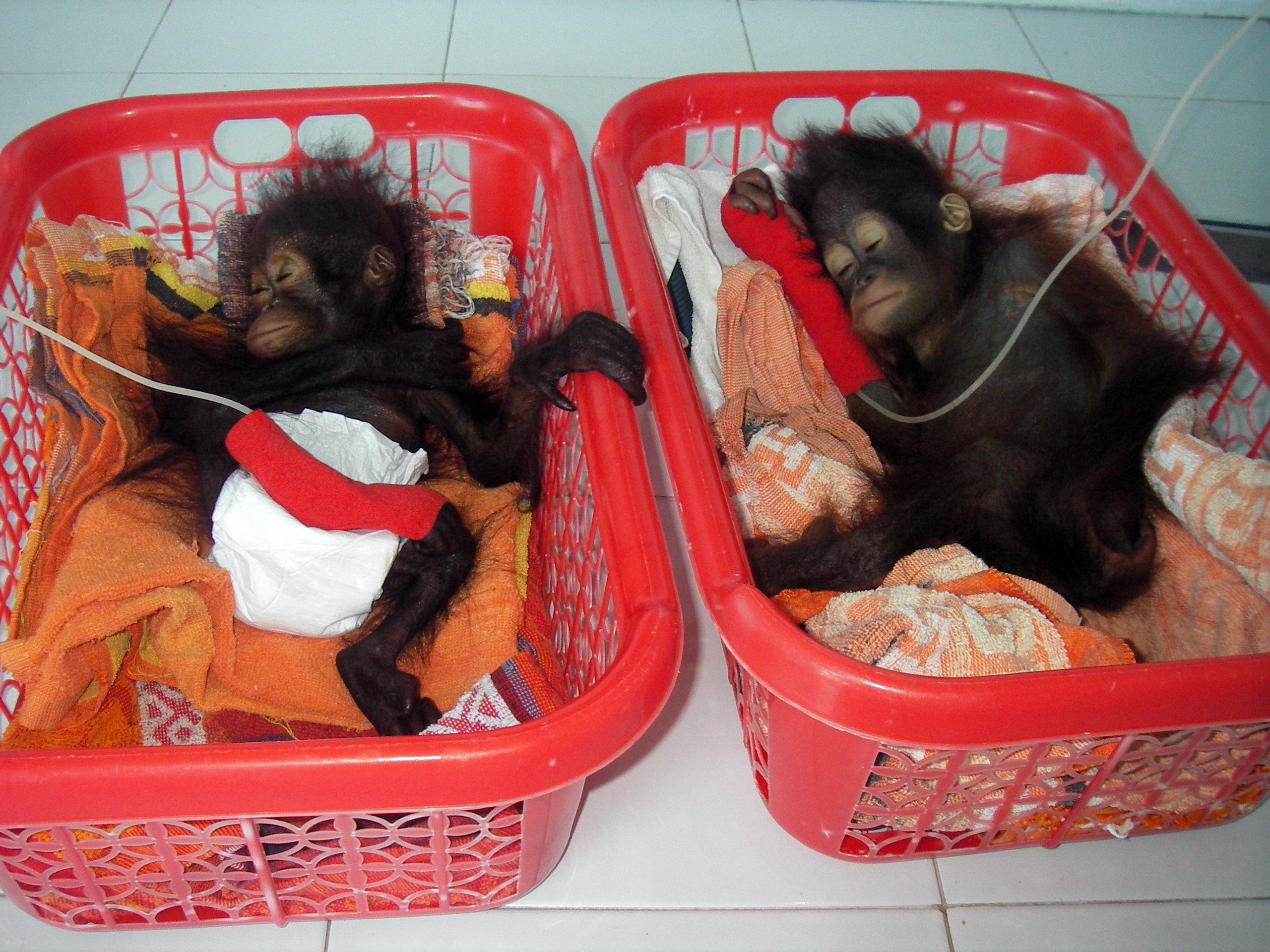 The Orangutan Project (onder Stichting Wildlife Conservation International)