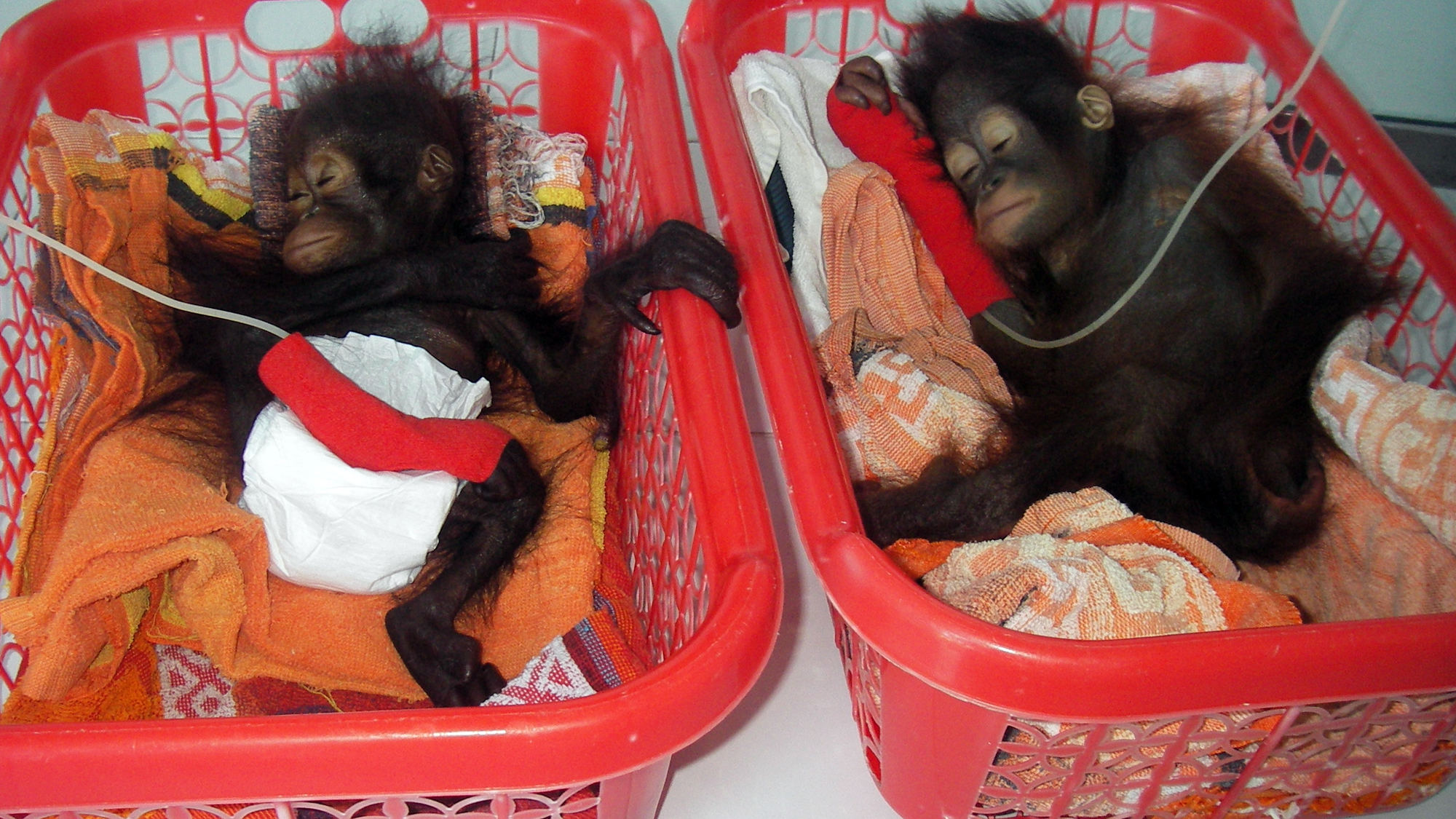 The Orangutan Project (onder Stichting Wildlife Conservation International)