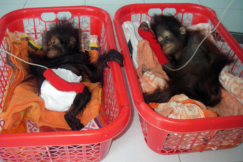 The Orangutan Project (onder Stichting Wildlife Conservation International)