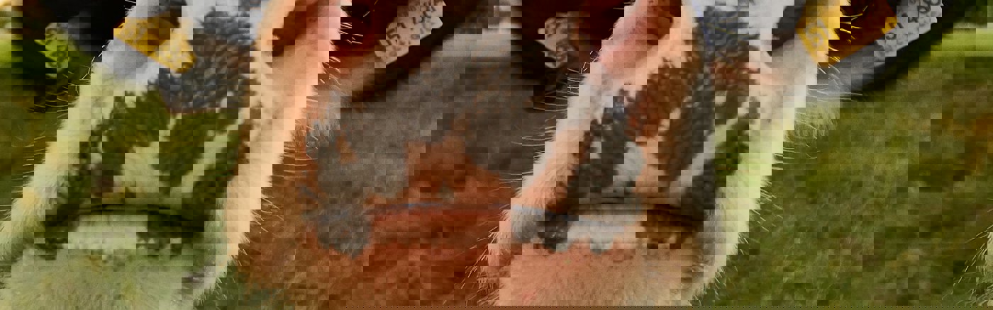 Campagne Bewustwording en Vlees