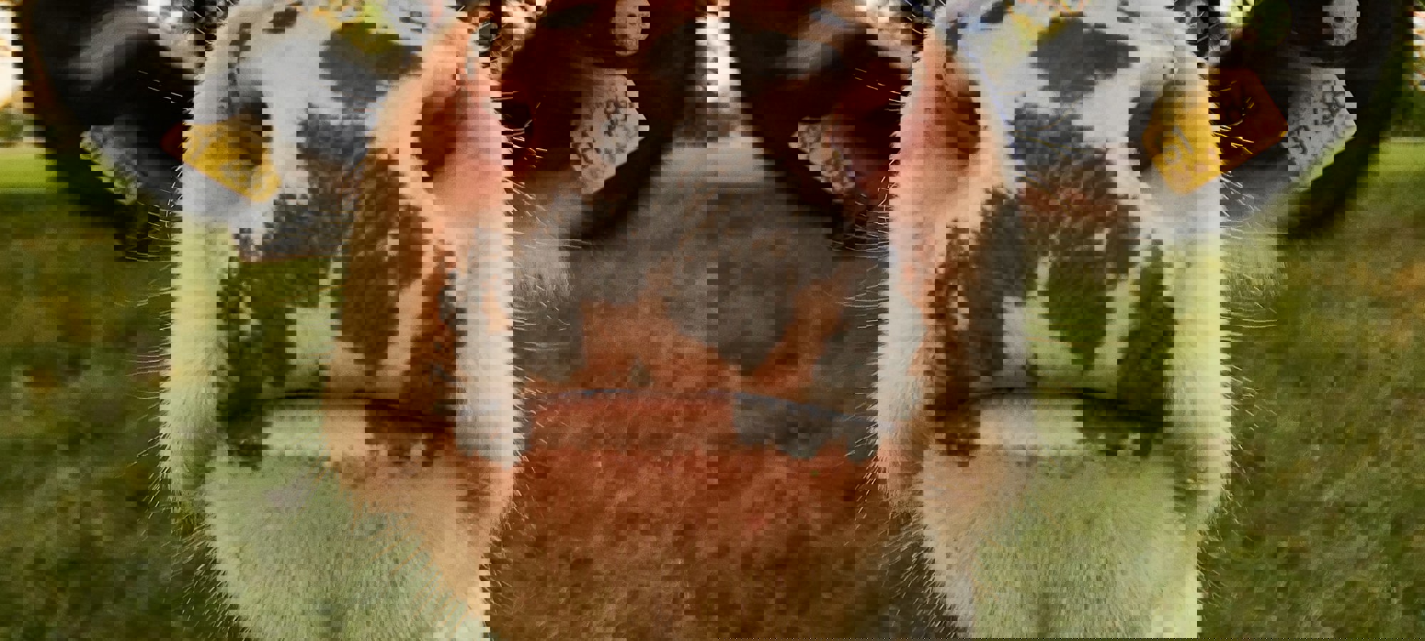 c6f966d0-dbc4-426b-95f6-69c44521e60b