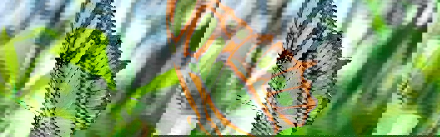 Instagram Reels ontwerpen