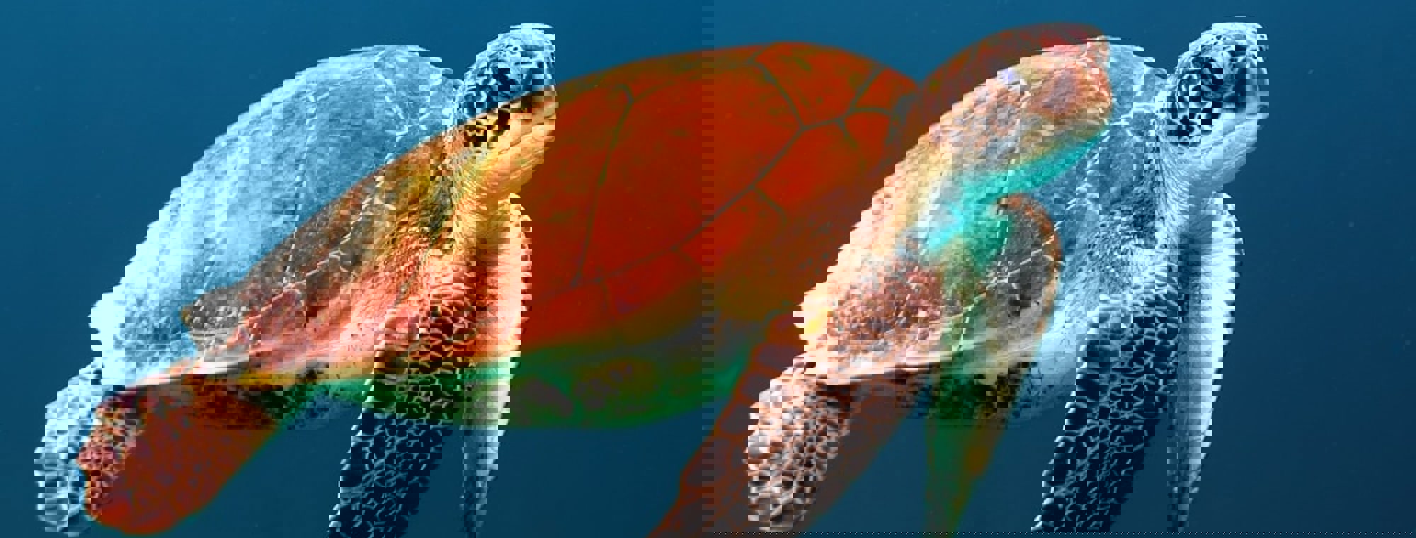 Photo 1437622368342 7A3d73a34c8f