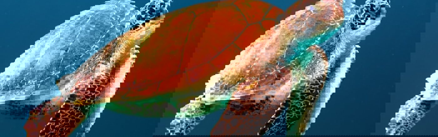 Tijdelijke PR/communicatie ondersteuning 