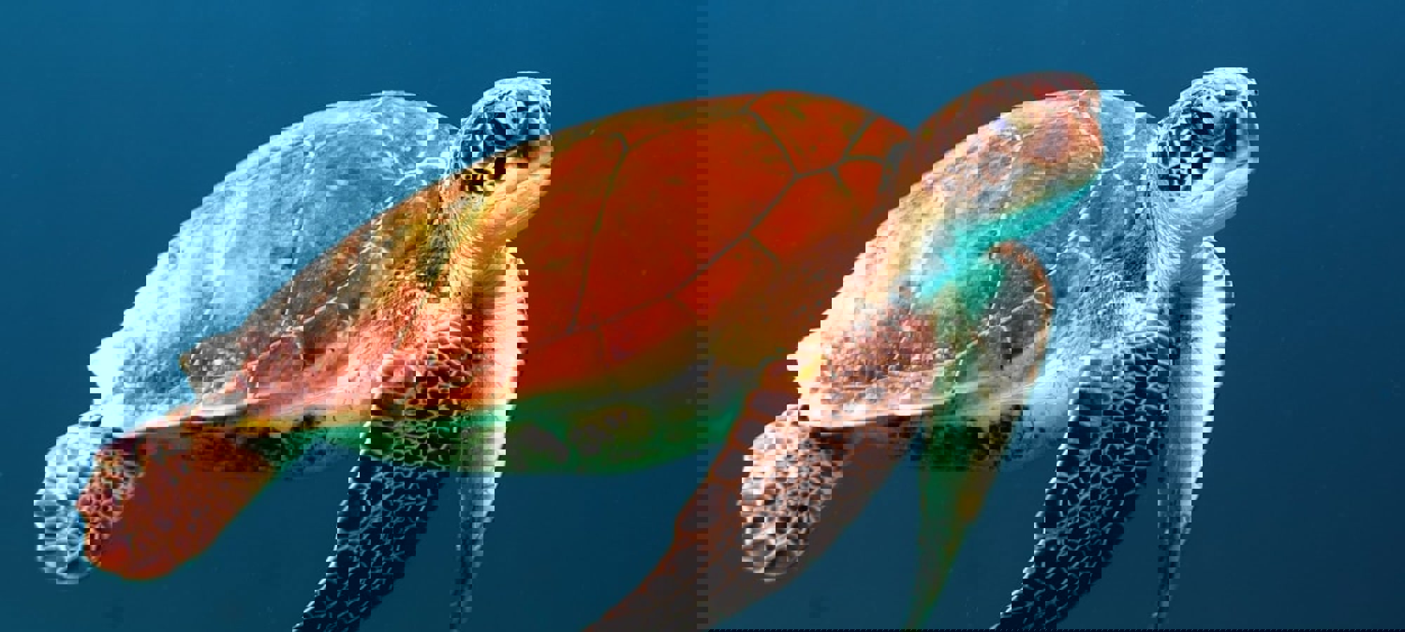 Photo 1437622368342 7A3d73a34c8f