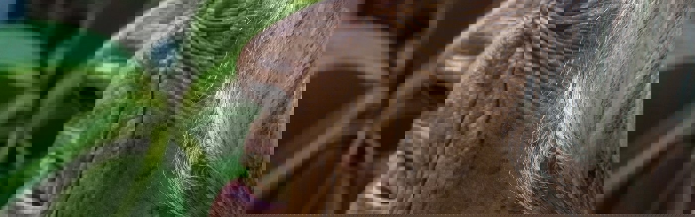 Afspraken module installeren