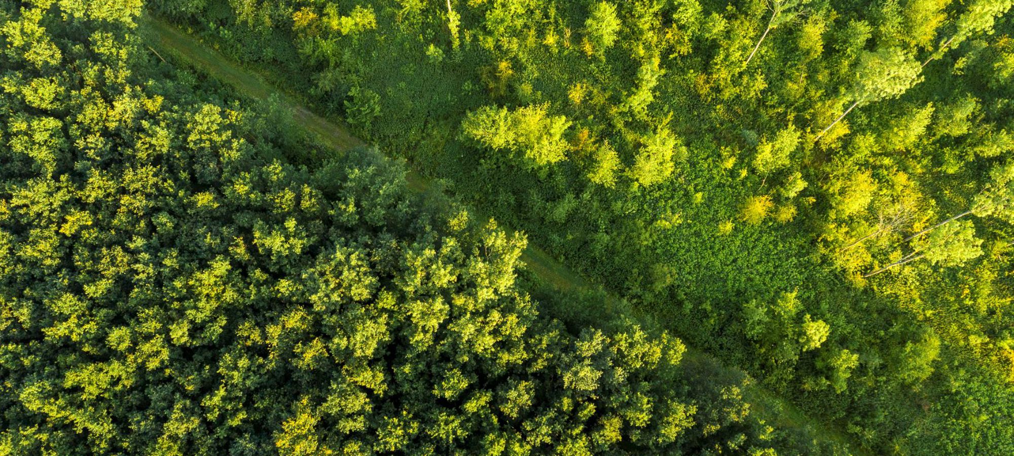Waalse Bos Luchtfoto