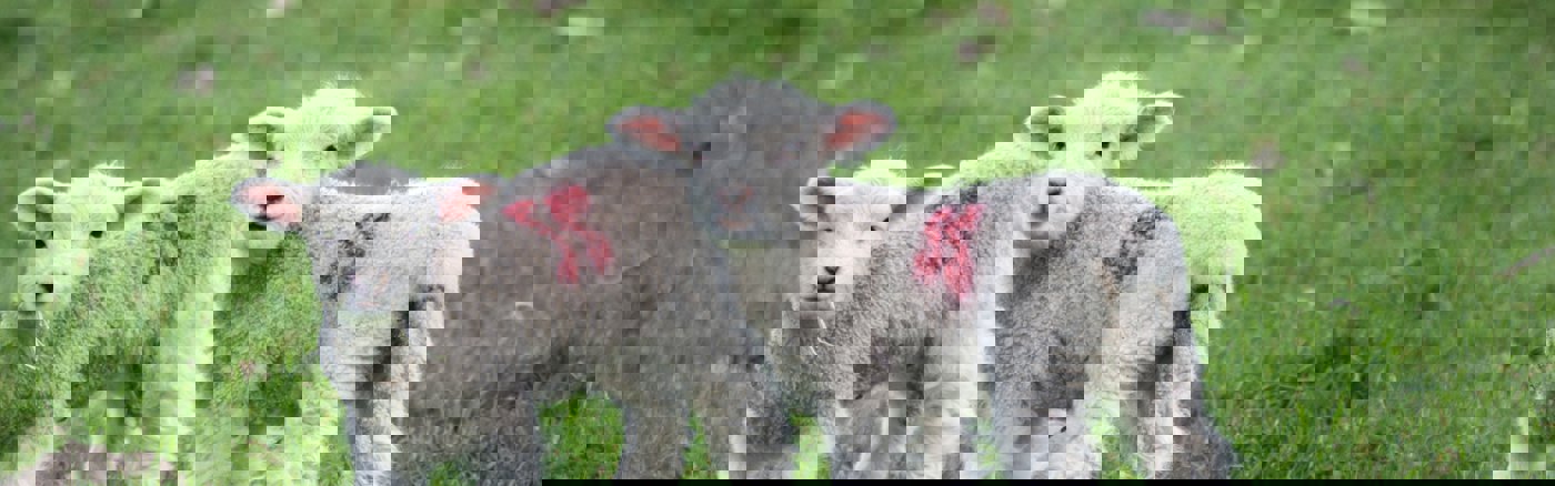 Fotoshoot op locatie