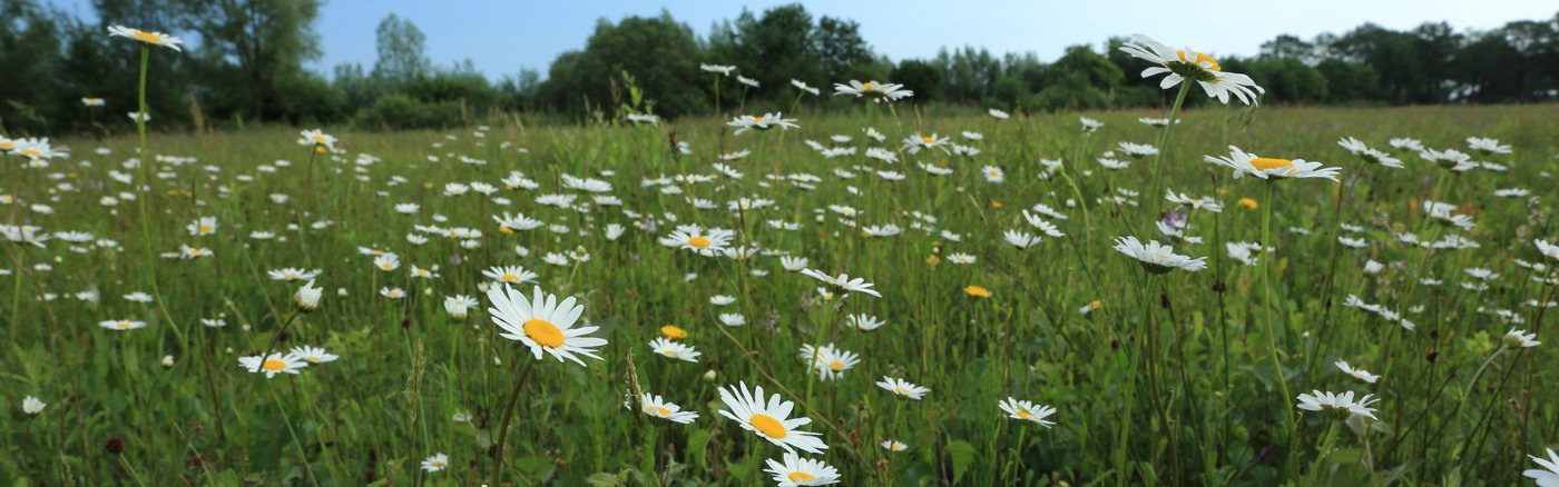 Zoekmachine optimalisatie