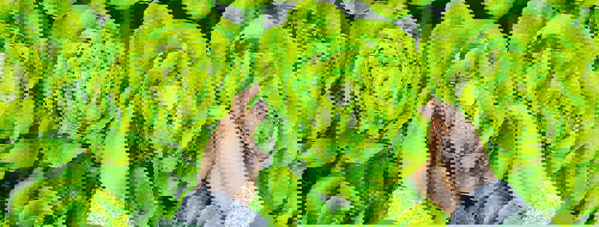 Phuc Long Aqricyonb O Unsplash