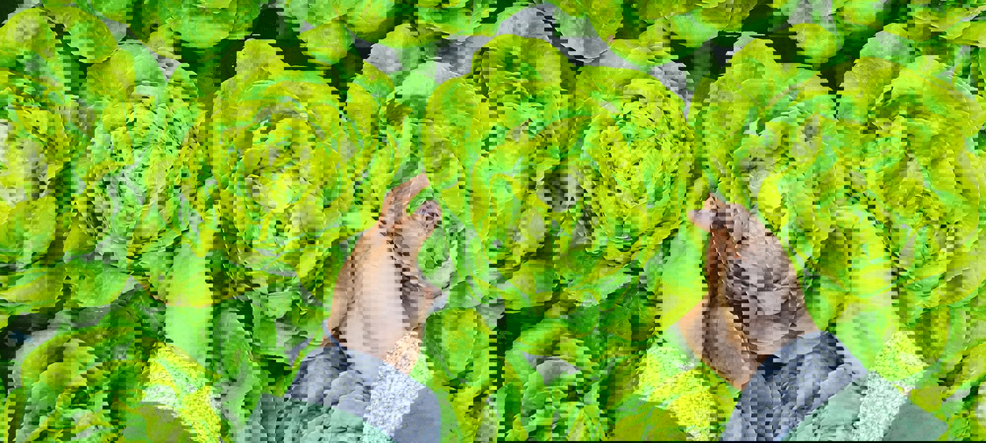 Phuc Long Aqricyonb O Unsplash