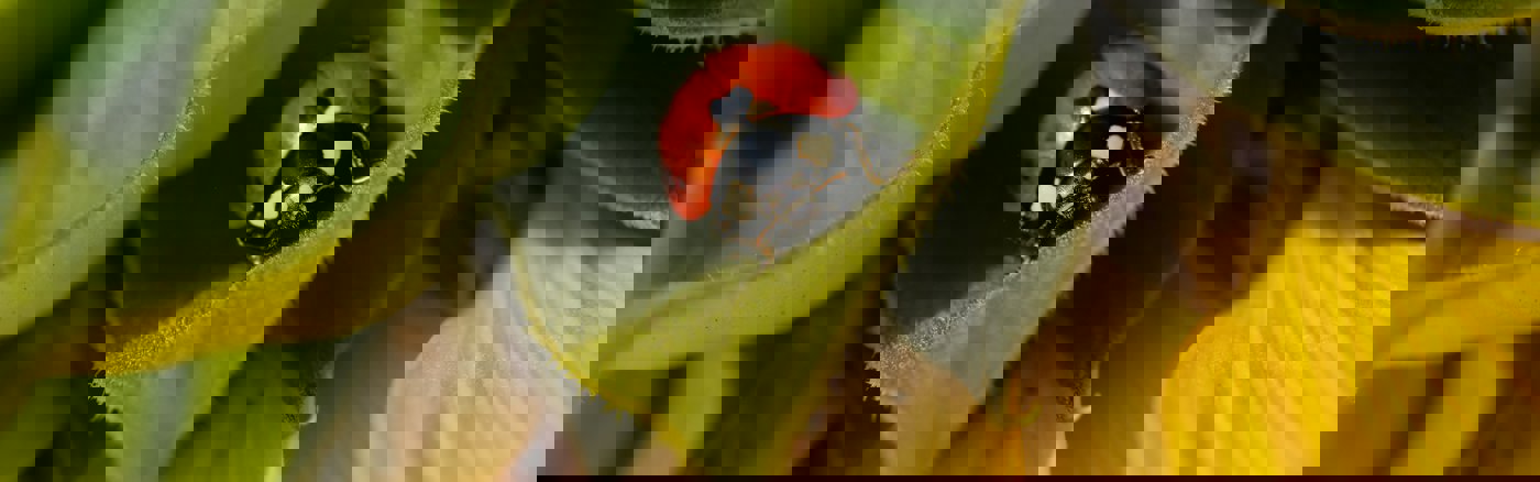 Flexibele Social Media ondersteuning