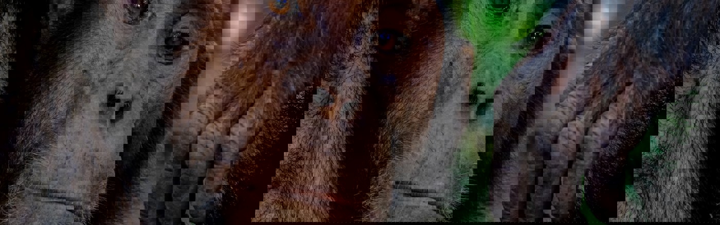 Strategisch advies over Marketing