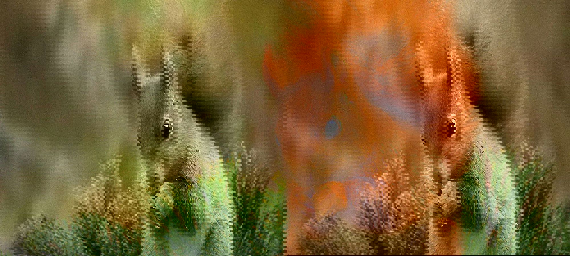 Krantaarde (1)