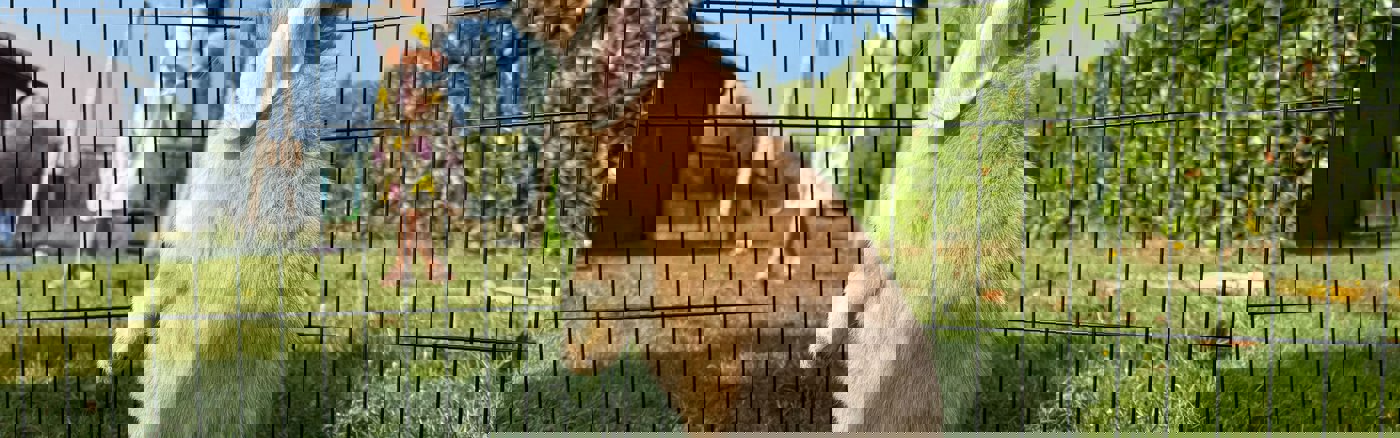 Smartphone App voor Konijnenverzorging