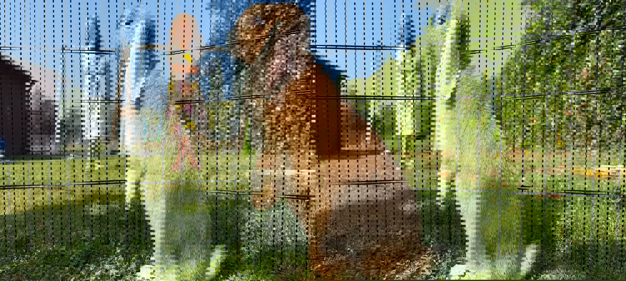toestemming-konijnenfoto-(2).jpg
