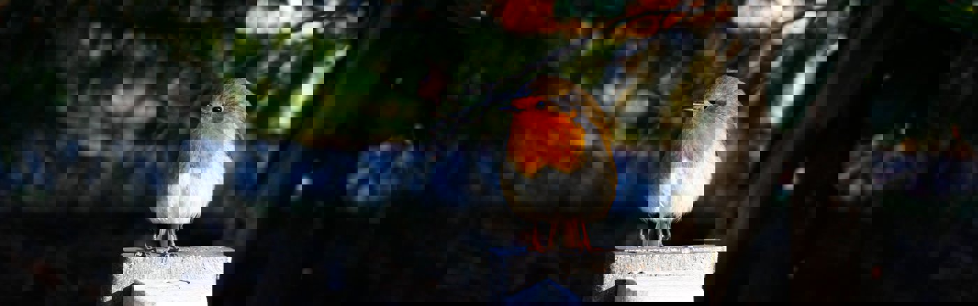 Social Media posts ontwerpen