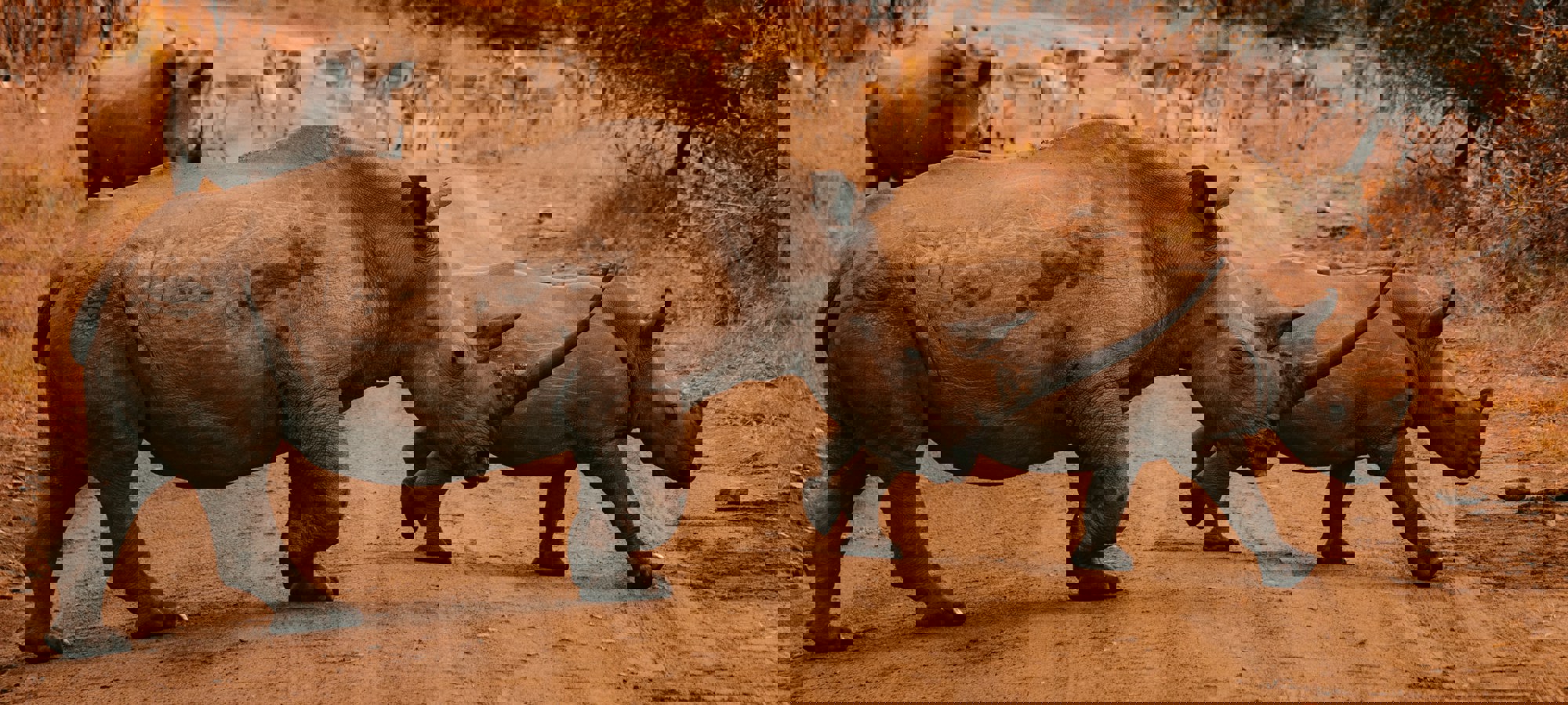 e62b8ec1-b25f-4cb2-b11d-df85a3d30d2d (1)