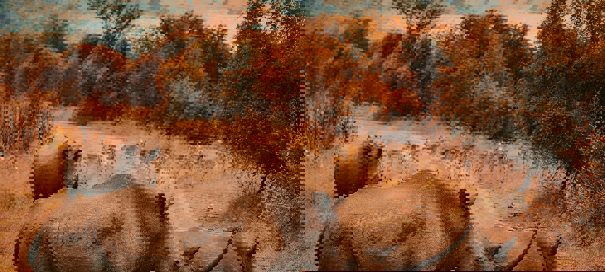 e62b8ec1-b25f-4cb2-b11d-df85a3d30d2d (1)