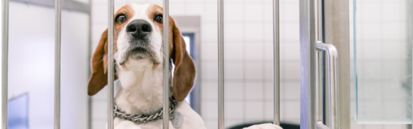 Animatie max. 15 seconde