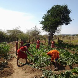 Community garden