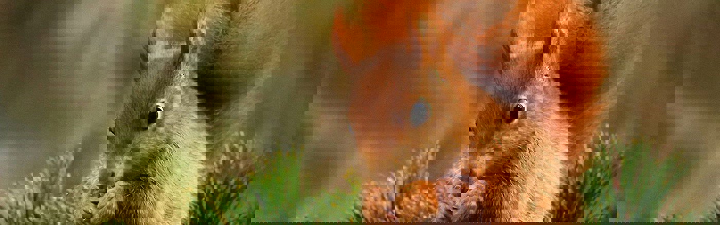 Strategisch advies over Marketing