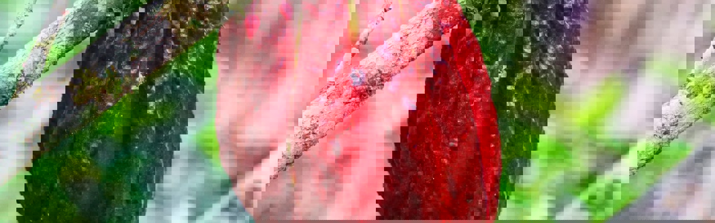 Kennissessie Agile/Scrum werken