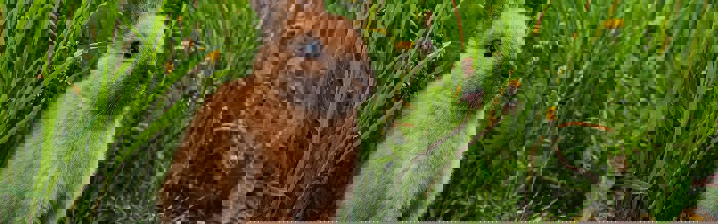 Strategisch Communicatie advies