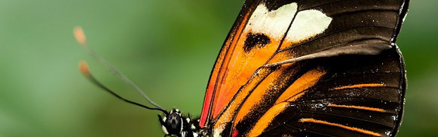 Flexibele Social Media ondersteuning