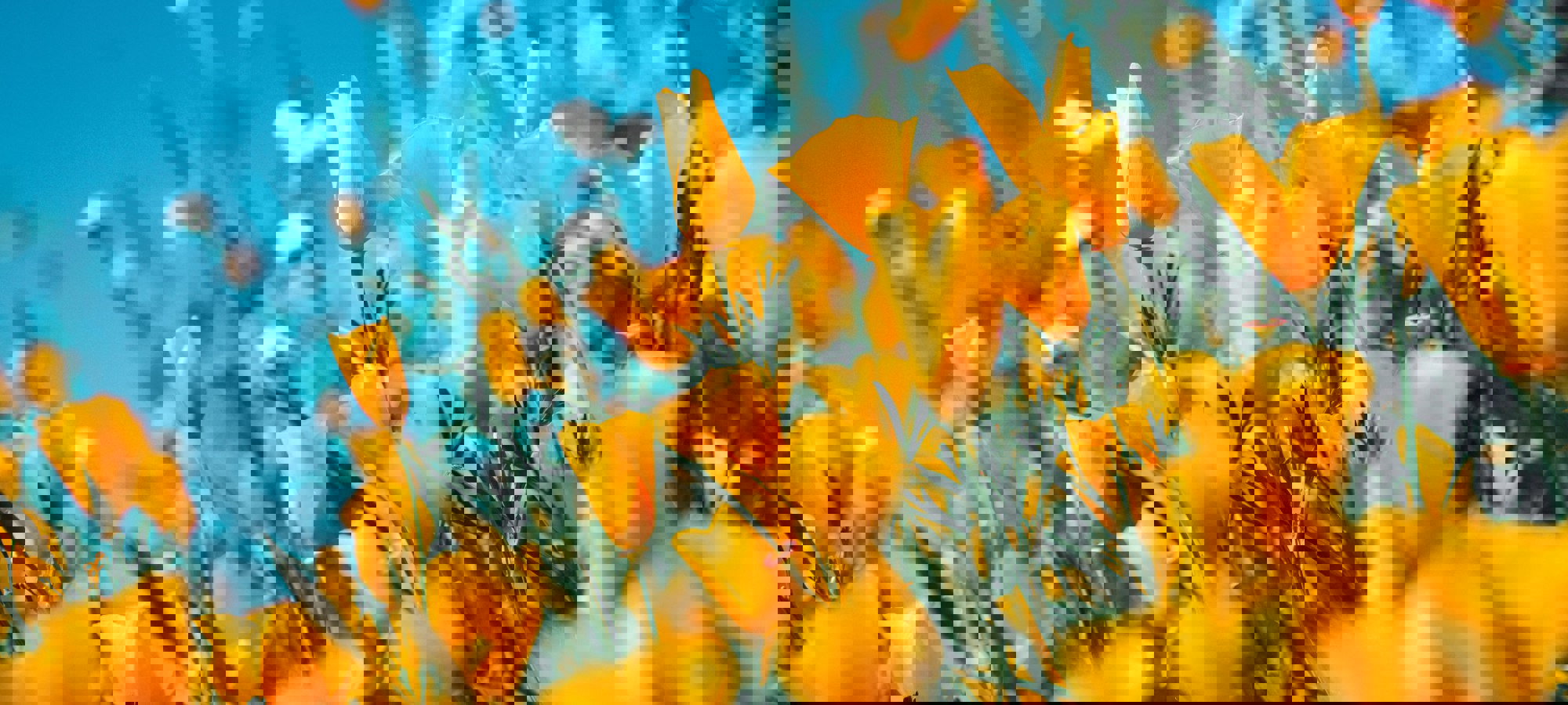 Sergey Shmidt Koy6flccy5s Unsplash