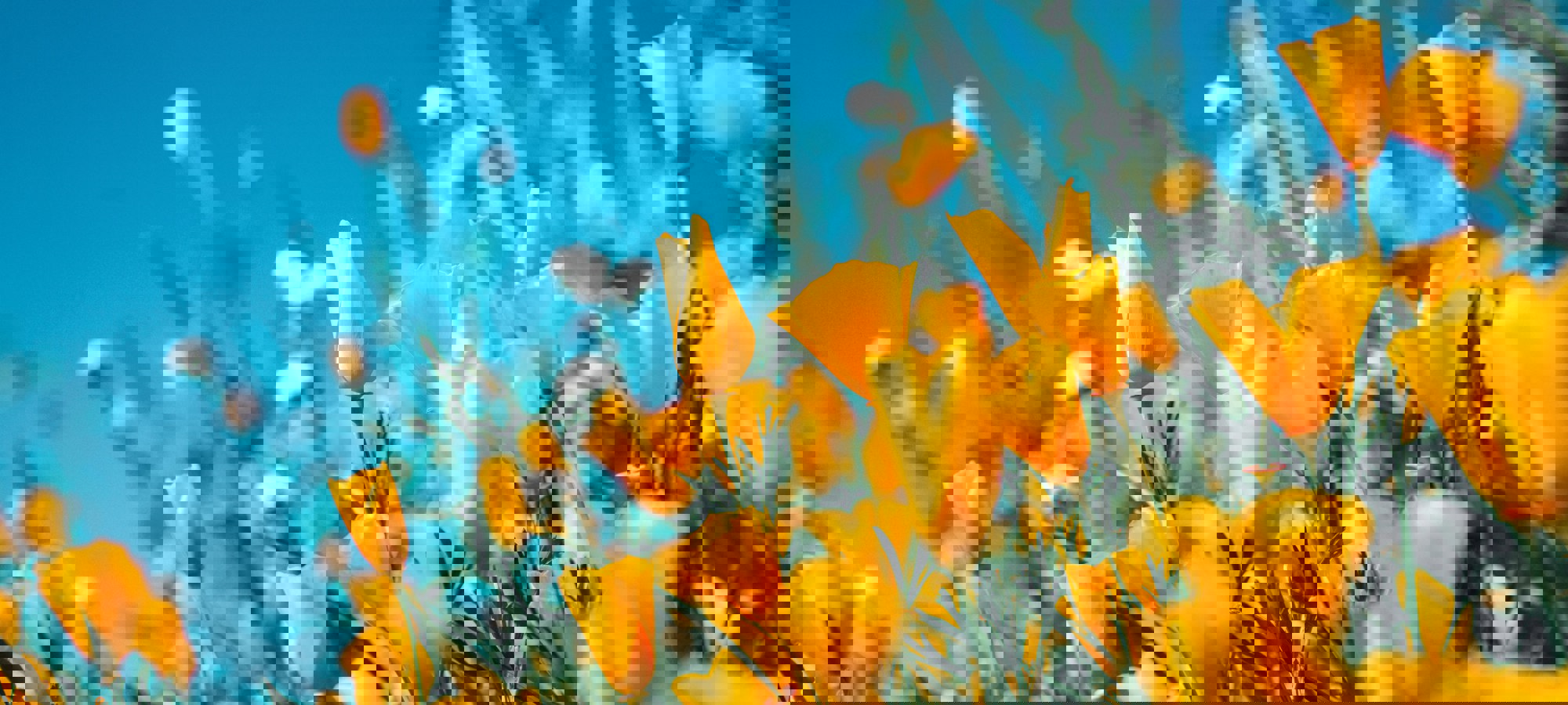 Sergey Shmidt Koy6flccy5s Unsplash