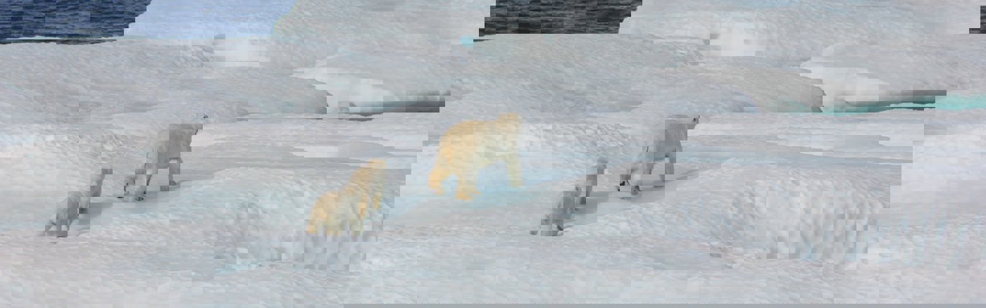 Flexibele Social Media Ondersteuning