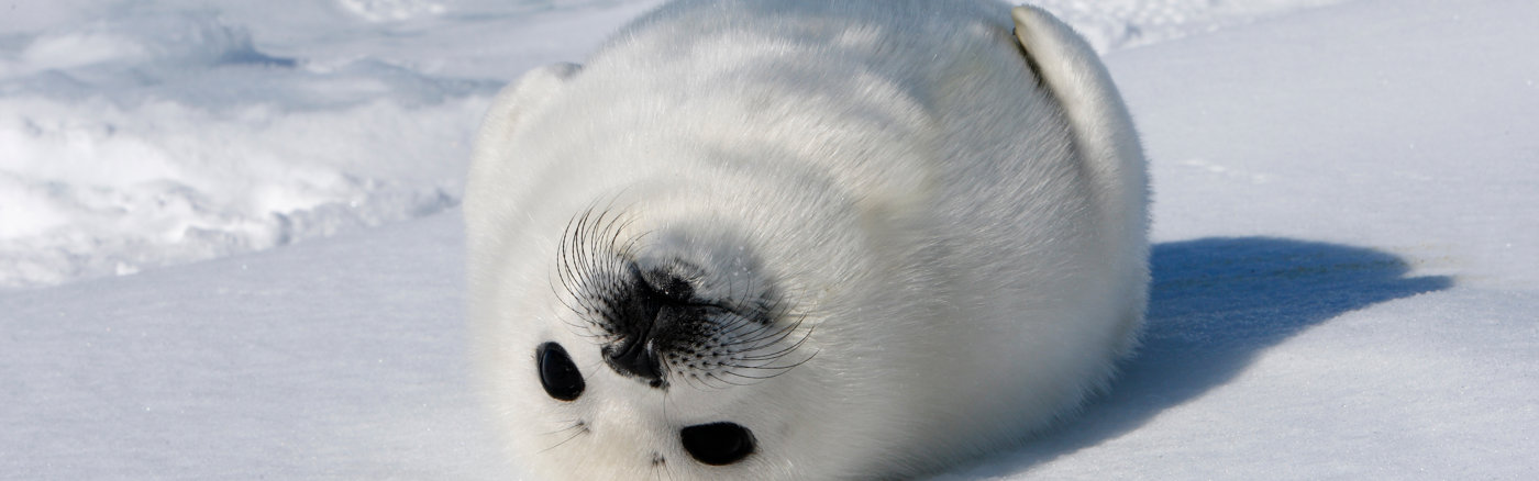 Social media campagne