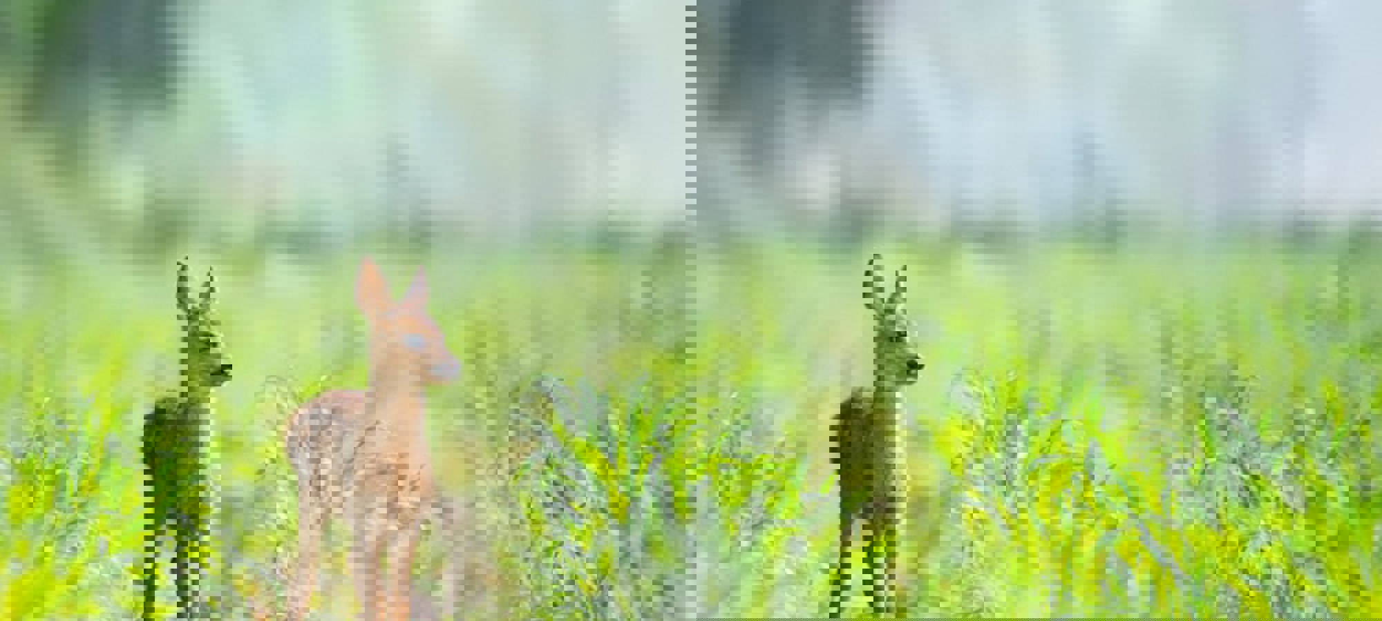 e11ff857-d5fb-48d0-8506-a47ab7b56d8a
