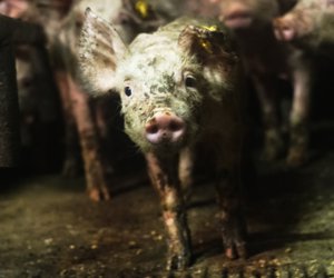 Stichting Animal Rights