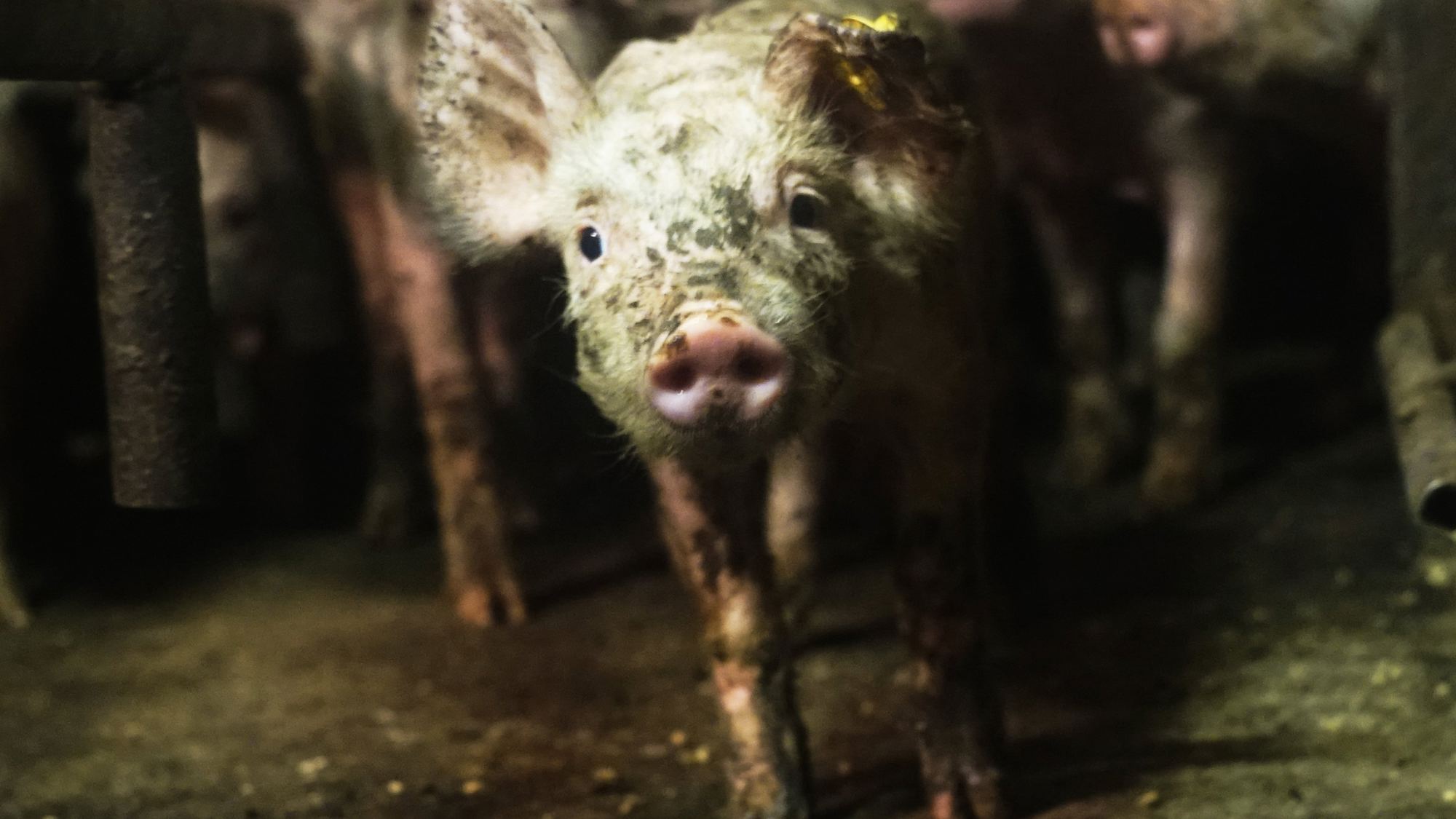 Stichting Animal Rights