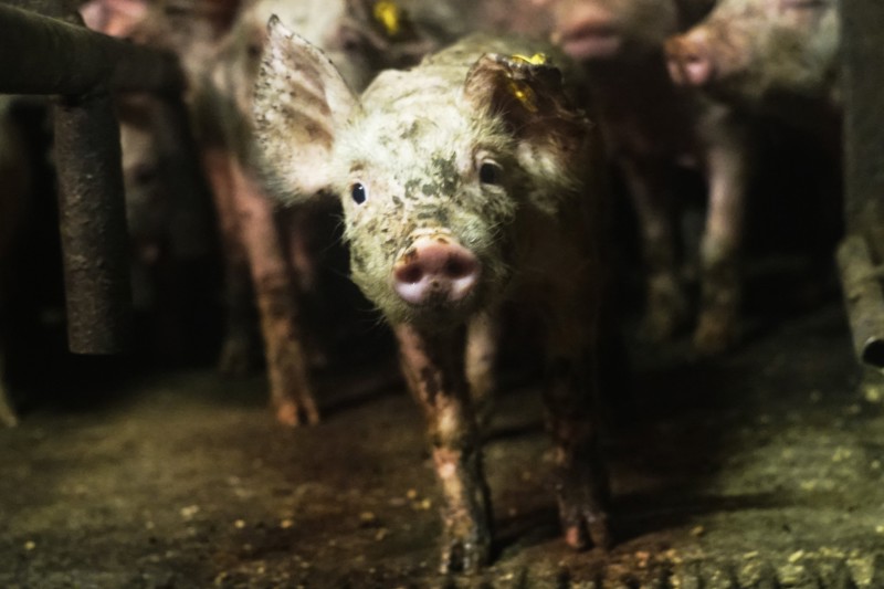 Stichting Animal Rights