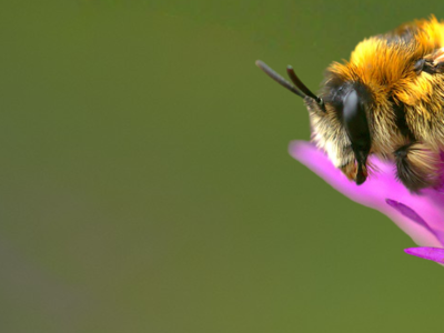 SEO-analyse & contentkalender