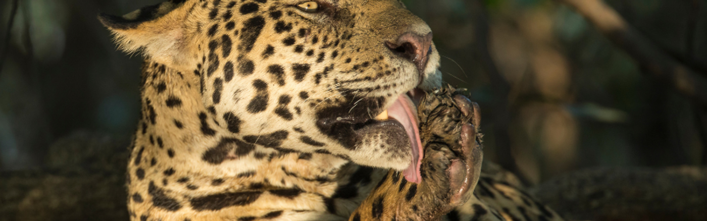 Online Marketing Coach