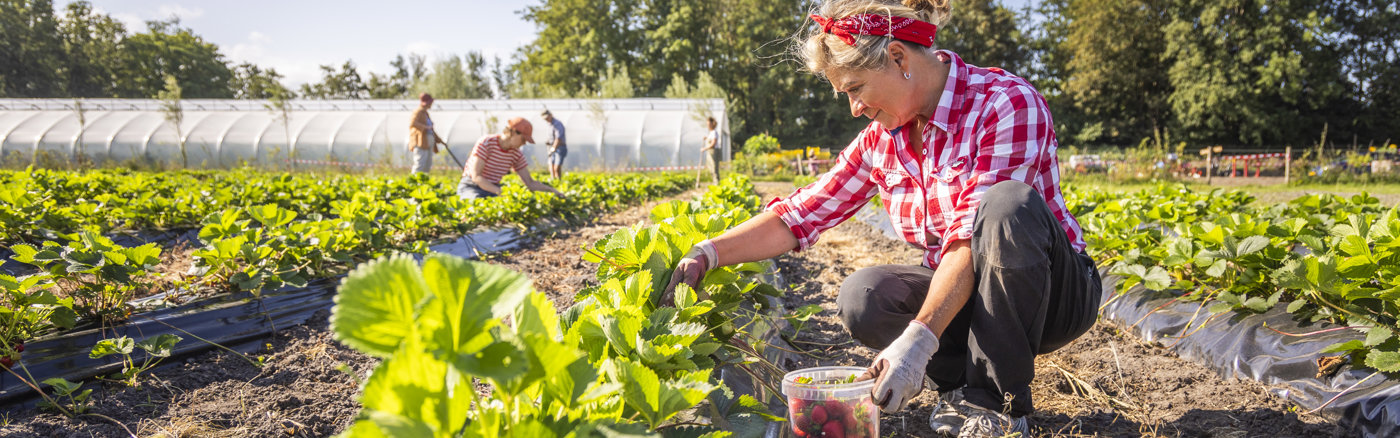 Website design & Wordpress Thema inrichten