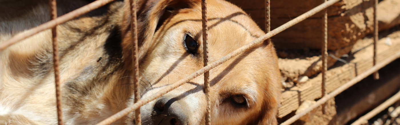 Website design & Wordpress Thema inrichten