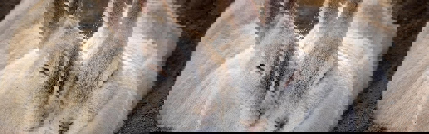 Social Media post templates