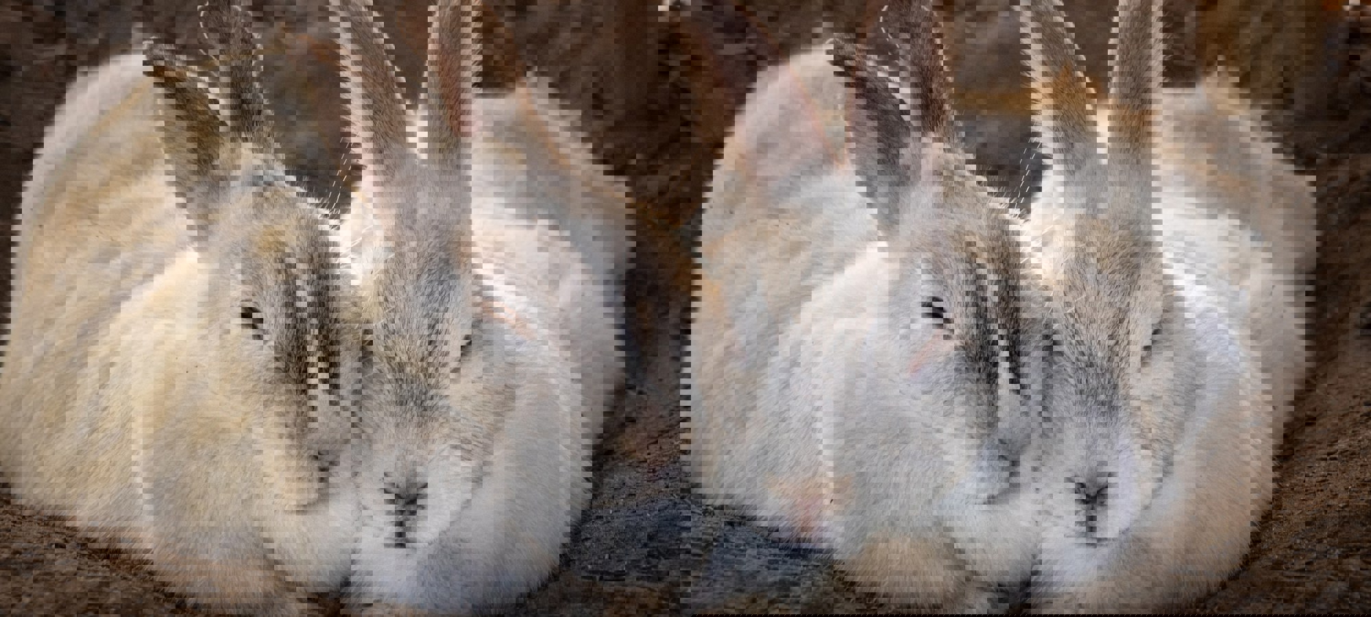 Grant Durr Yi38ze7ciss Unsplash